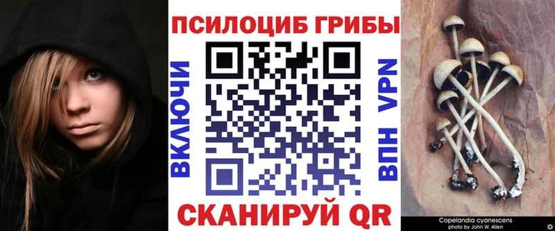 купить наркотики цена  Сысерть  Галлюциногенные грибы Psilocybine cubensis 
